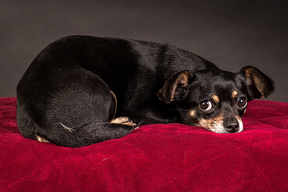 Foster Pansy-9484