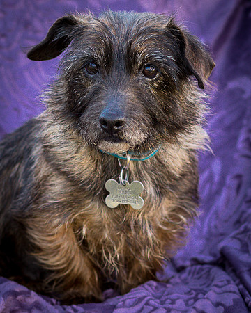 Foster Inky-4228