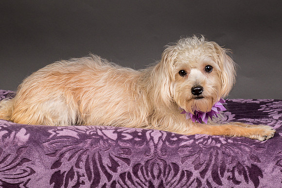 Foster Henrietta-8543