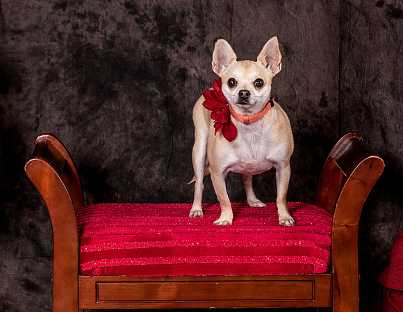 Foster Josefina-4501
