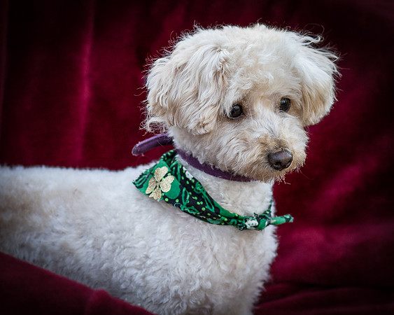 Foster Annalise-0609