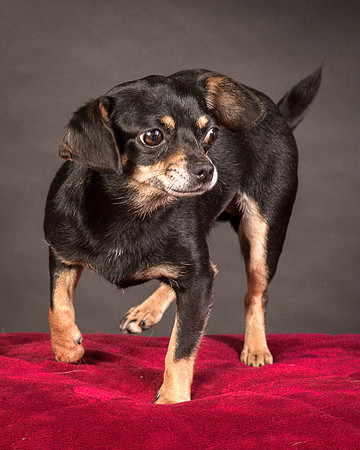 Foster Pansy-9514