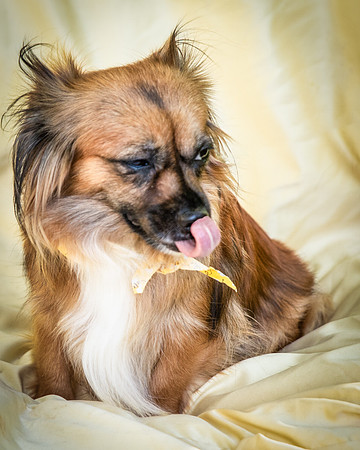 Foster Petunia-9311