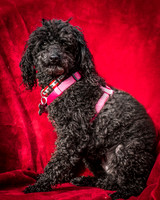 Foster Mindy-2682