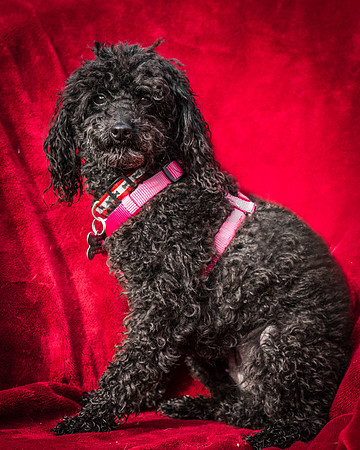 Foster Mindy-2682