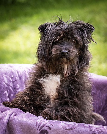 Foster Sammy-8296