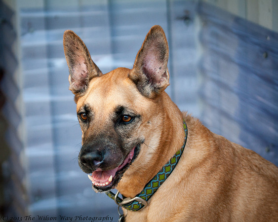 Lucky Dog Bark and Brew-3480