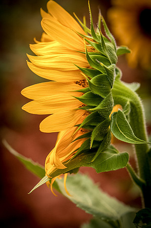 sunflowers-8713-2