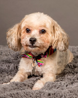 Foster Kya-8368