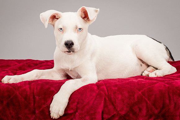 Foster Alvin-4793