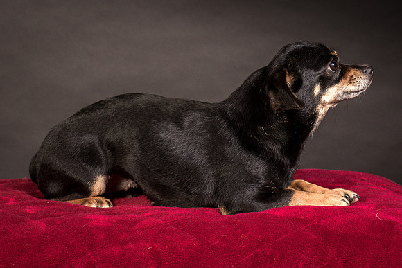 Foster Pansy-9463