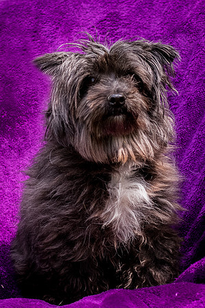 Foster Sammy-8361