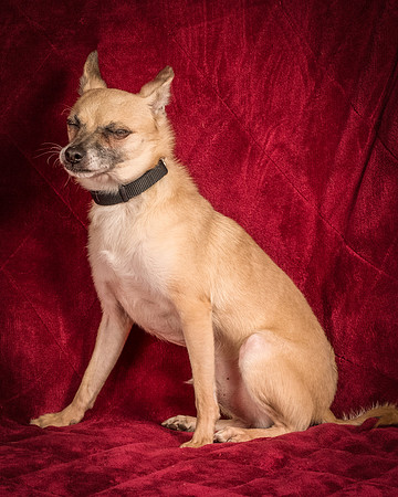Foster Kiwi-8380