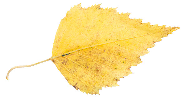 Leaf_23