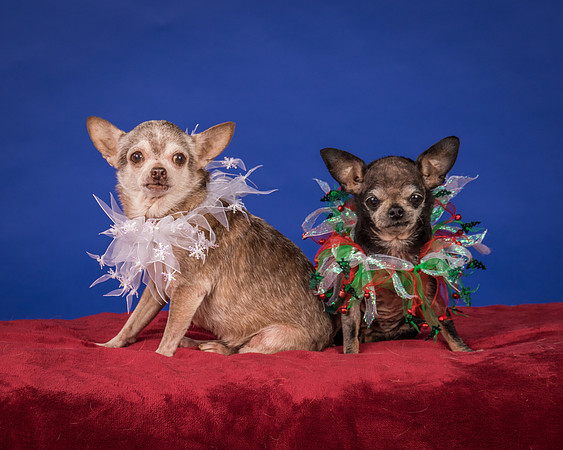 Caylor-Gretta and Priscilla-7884