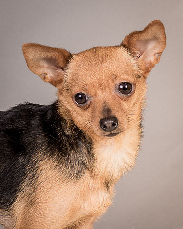 Foster Pixie-3488