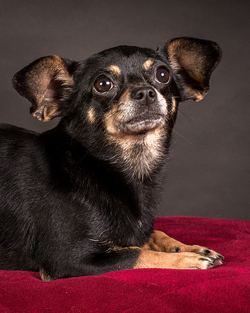 Foster Pansy-9472