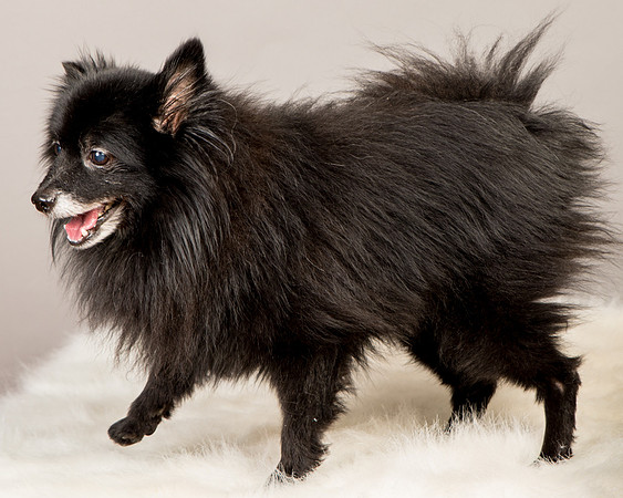Foster Wayne-8241