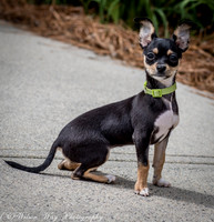 Foster Dandelion-8947