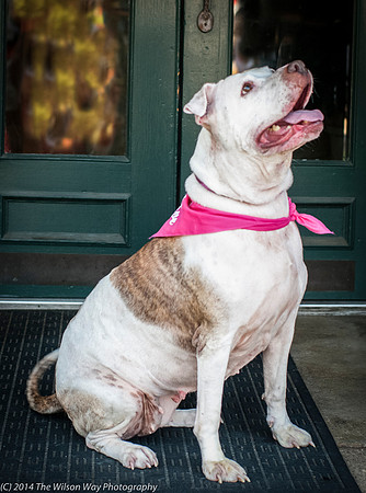 Foster Snickers-9304