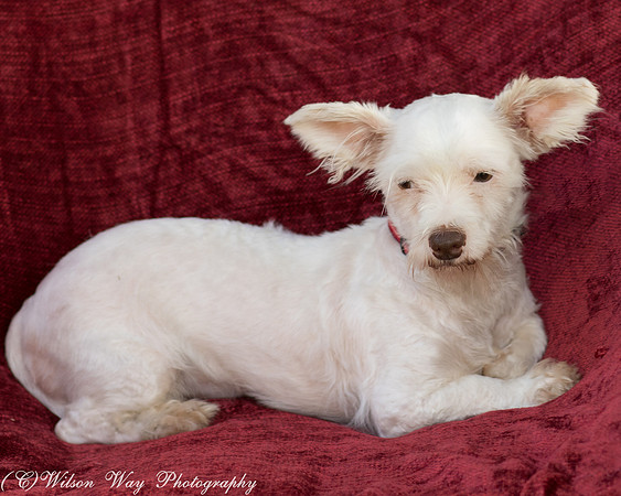 Foster Bambi-3983