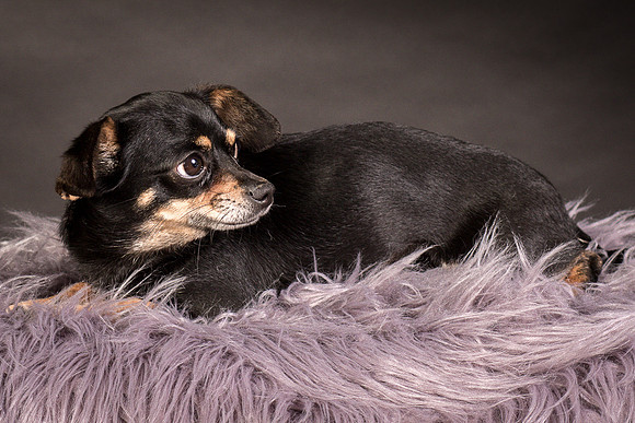 Foster Pansy-9423