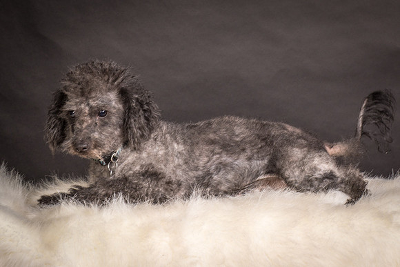 Foster Mokey-1722