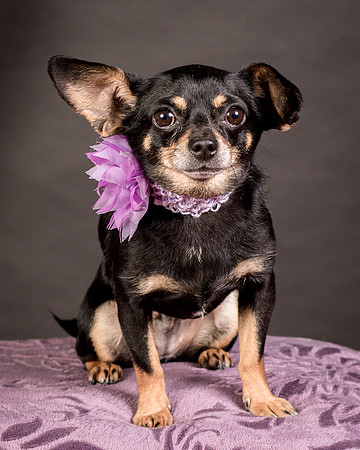 Foster Pansy-9283