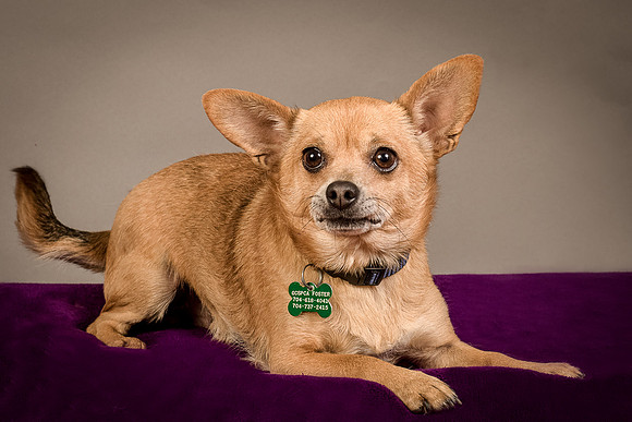 Foster Dobby-8158