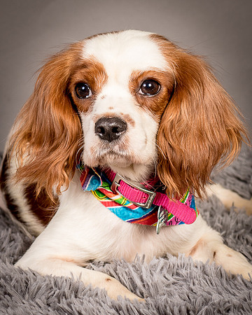 Foster josephina-3735