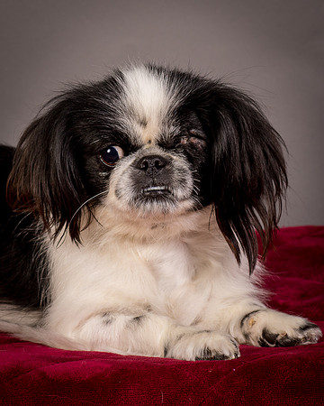 Foster Gypsy Rose-7787