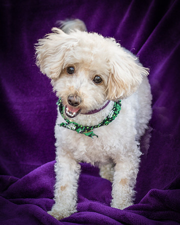 Foster Annalise-0679