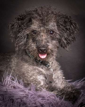 Foster Mokey-1382