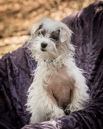Foster Zuzu-6311