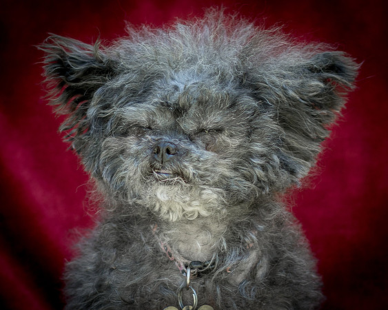 Foster Vivienne-9211