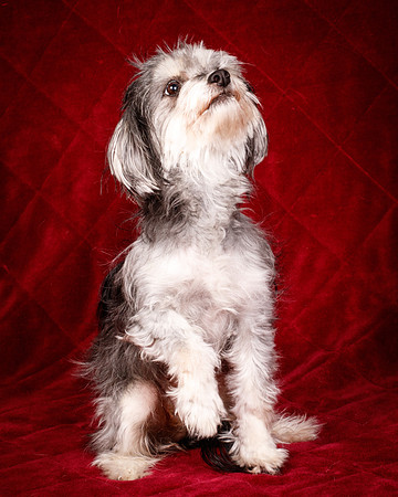 Foster Alex-6312