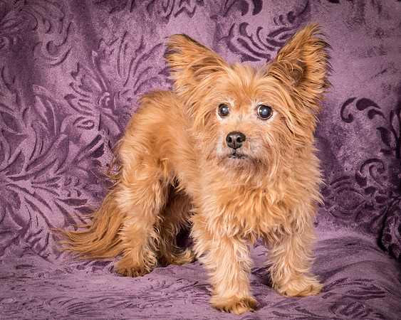 Foster Nessa-5693