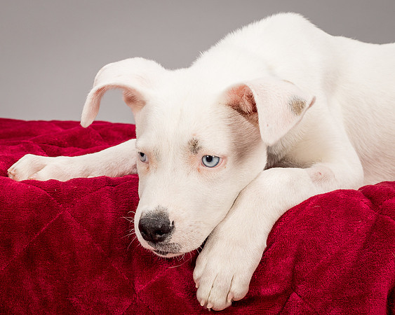 Foster Alvin-4787