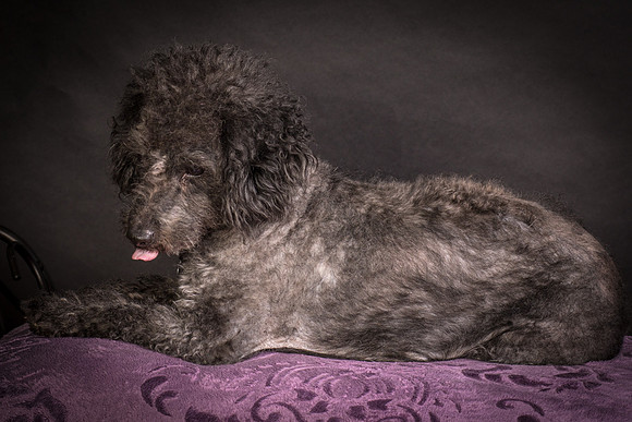 Foster Mokey-1518