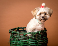 Foster Frida-2