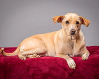 Foster June-3450