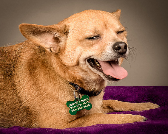 Foster Dobby-8178