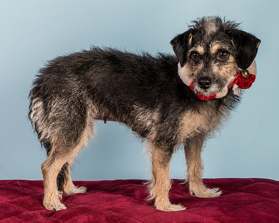 Foster Triscuit-5511