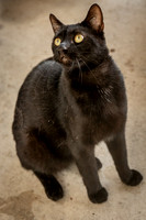Darlington  Cats-9434
