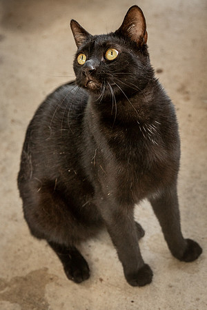 Darlington  Cats-9434