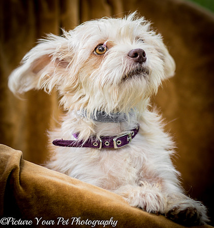 Foster Limerick-3599