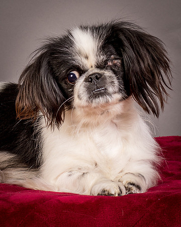 Foster Gypsy Rose-7780