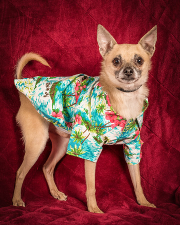 Foster Kiwi-8547