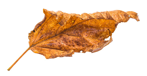 Leaf_21