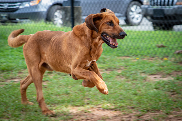 Roscoe-0648